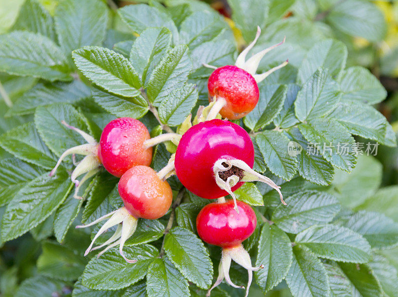 Rugosa Rose (Rugosa Rosa)臀部